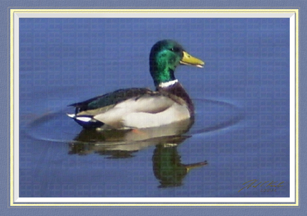 Duck & Reflection